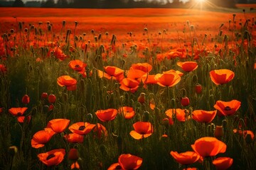 A vibrant field of poppies in full bloom
