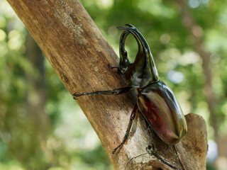 Siamese Rhinoceros Beetle
Fighting Beetle
animal
wildlife
Beetle
Insect
Macro
Closeup
