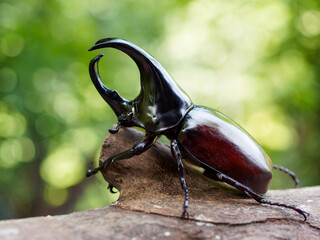 Siamese Rhinoceros Beetle
Fighting Beetle
animal
wildlife
Beetle
Insect
Macro
Closeup
