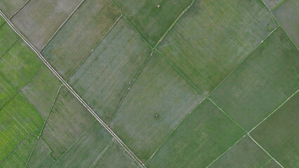 aerial view of paddy fields. Aerial view of agriculture in rice fields for cultivation in Gorontalo Province, Indonesia. Natural the texture for background
