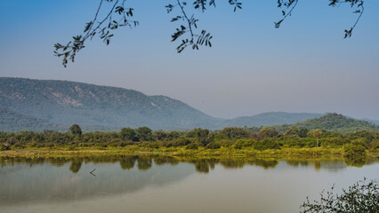 Obraz na płótnie Canvas A calm lake in the jungle. Thickets of trees and bushes on the shore. Mountains in the distance. Green branches against a clear blue sky. India. Sariska National Park.