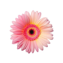 Stunning gerbera daisy on transparent background