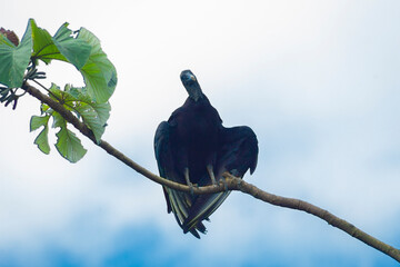 Black vulture perched in a tree