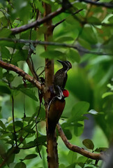 A pair of Woodpeckers © Amazing ActionShots