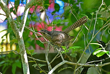 Asian Koel - Juvenile
