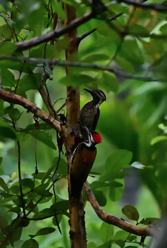 A pair of Woodpeckers