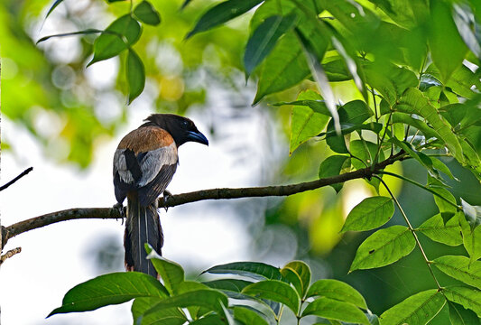 Rufous Treepie - Dendrocitta vagabunda