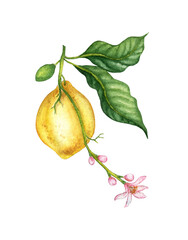 Watercolor illustrations of yellow lemon tropical fruits, flowers and green leaves. Composition for posters, postcards, banners, flyers, covers, posters and other printing products. Isolated