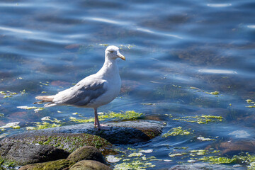 Silbermöwe - Ostsee