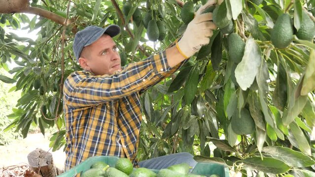 Delighted farmer collecting avocados among green leafy avocado trees in a fruit garden