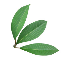 Fototapeta premium Close up green leaves of plumeria or frangipani tree isolated on trtansparent background. 