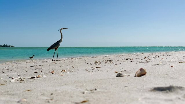 Long neck Great Blue Heron tropical bird at tropical sandy beach