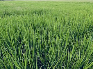 young rice field background