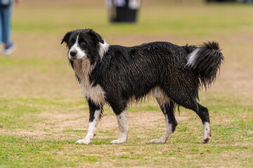 Dirty Border Collie puppy walking in the dog park
