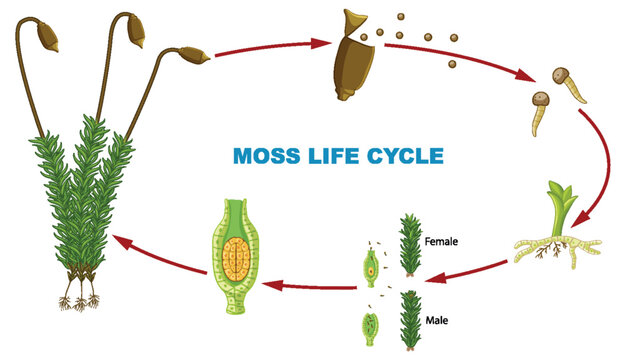 Biology Study: Moss Plant Life Cycle Infographic