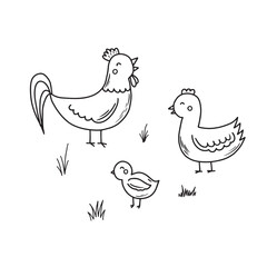 Vector illustration of a rooster and a hen with chicks hand drawn for your design