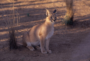 Naklejka premium Caracal