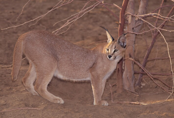 Caracal