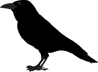 Crow vector without background