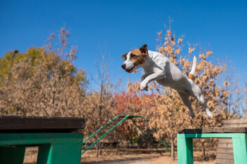 Jack Russell Terrier dog jumping from one wooden bench to another in the dog playground. 