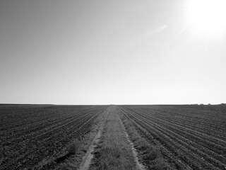 Plowed field for potato in brown soil on open countryside nature