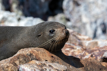 New Zealand Fur Seal relaxing on rocks, with rocky background