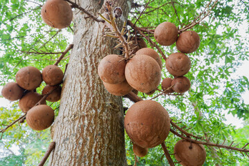 Cannon ball tree. Couroupita guianensis. Brown fruits.