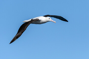 Northern Royal Albatross (Diomedea sanfordi) seabird in flight gliding with sky in background. Tutukaka, New Zealand.