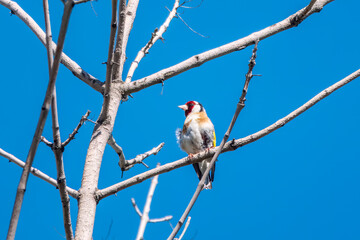 Detailed photo of an european goldfinch between branches