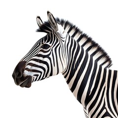 a zebra with a white background