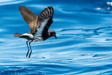 New Zealand Storm Petrel (Fregetta maoriana) seabird in flight low over ocean, dangling legs above calm seas. Tutukaka, New Zealand.