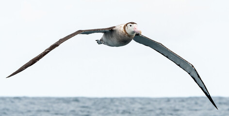 NZ Wandering Albatross (Diomedea antipodensis antipodensis) seabird in flight gliding with ocean...