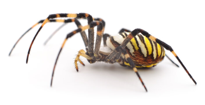 Yellow and brown spider.