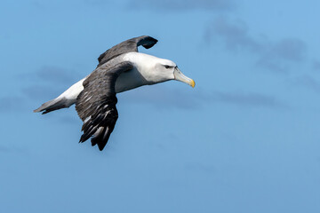 Fototapeta na wymiar White-capped Mollymawk Albatross (Thalassarche cauta) seabird in flight gliding with sky background. Tutukaka, New Zealand