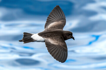 Wilson's Storm Petrel (Oceanites oceanicus) seabird in flight gliding low over ocean. Tutukaka, New...