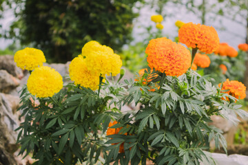 flowers in the garden