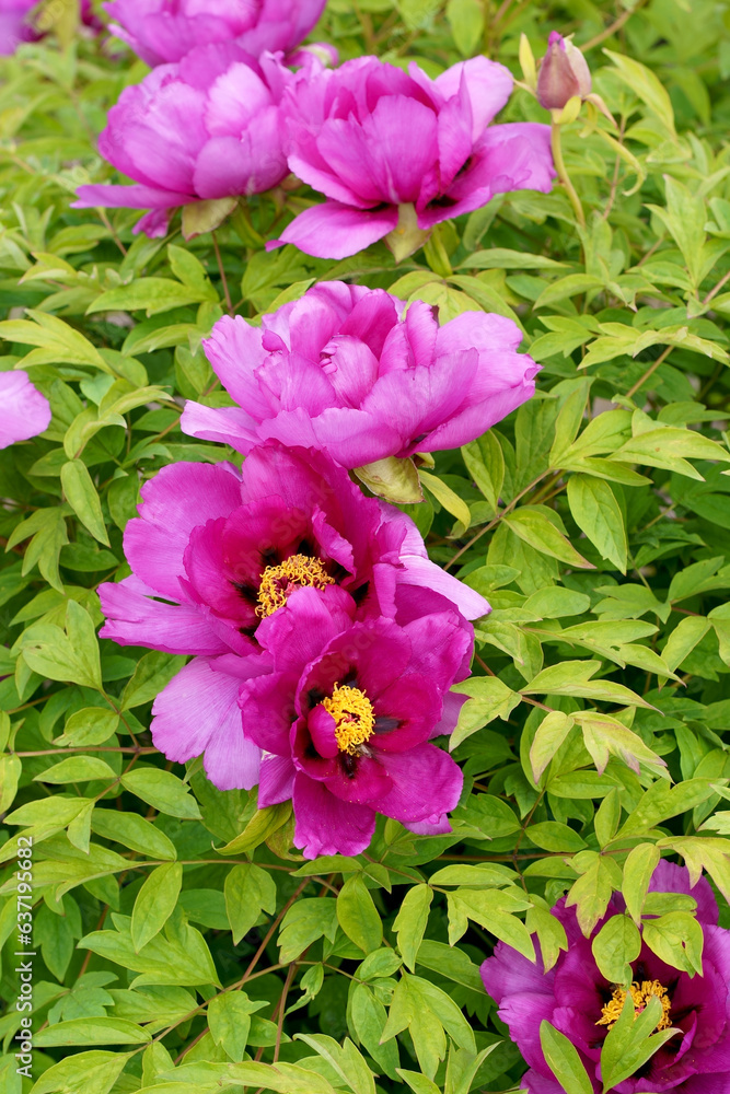 Wall mural Burgundy large tree peony. Pink Flower of Tree Peony Blooming in the garden. Beautiful Petals of Paeonia sect.