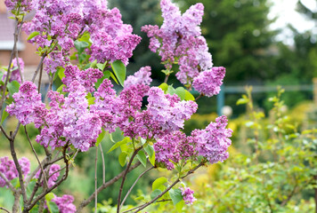 Lilac flowers . Floral background natural spring. Blossoming lilac flower bud. spring time color. Beautiful purple petal plant. Botanical flora Aesthetic mood Summer garden Pink liliac