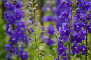 Summer in the garden. The delphinium blooms beautifully. Blue flower is the delphinium in the garden on a natural background