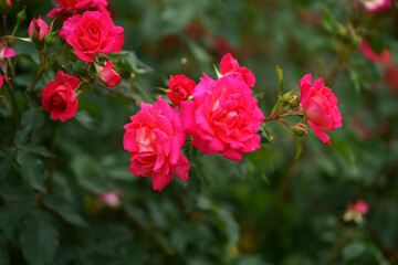 Roses in the garden. Rose variety Valentine. Beautiful Red rose on Black background. Petals of Blooming pink rose flower open, close-up. Holiday, love, birthday. Bud closeup.