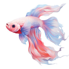Fototapeta premium transparent background with isolated fighting fish