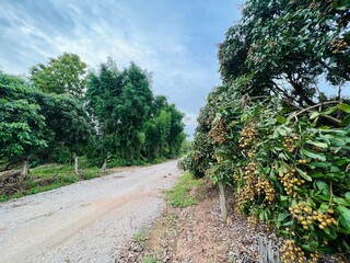 Fototapeta na wymiar road in the countryside with longan tree