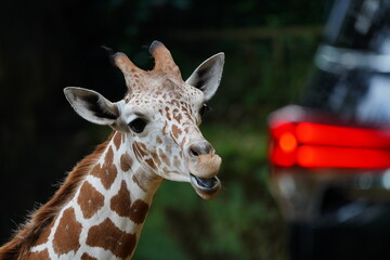 portrait of a giraffe