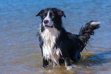 Border Collie puppy playing in the water