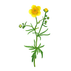 watercolor drawing plant of meadow buttercup with leaves and flower, poisonous herb, Ranunculus acris isolated at white background, natural element, hand drawn botanical illustration