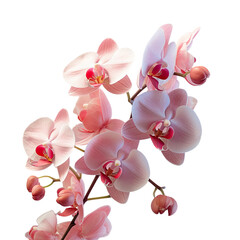 Obraz premium pink orchid