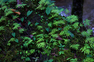 Green fern and moss grown up cover the rough stones