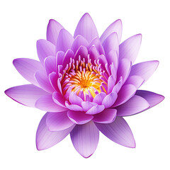 Fototapeta premium Purple lotus or water lily on transparent background