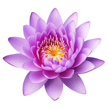 Purple lotus or water lily on transparent background
