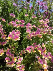 Pink flower garden scrophularia